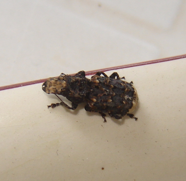 Che cos''?!? Platyrhinus resinosus (Anthribidae)